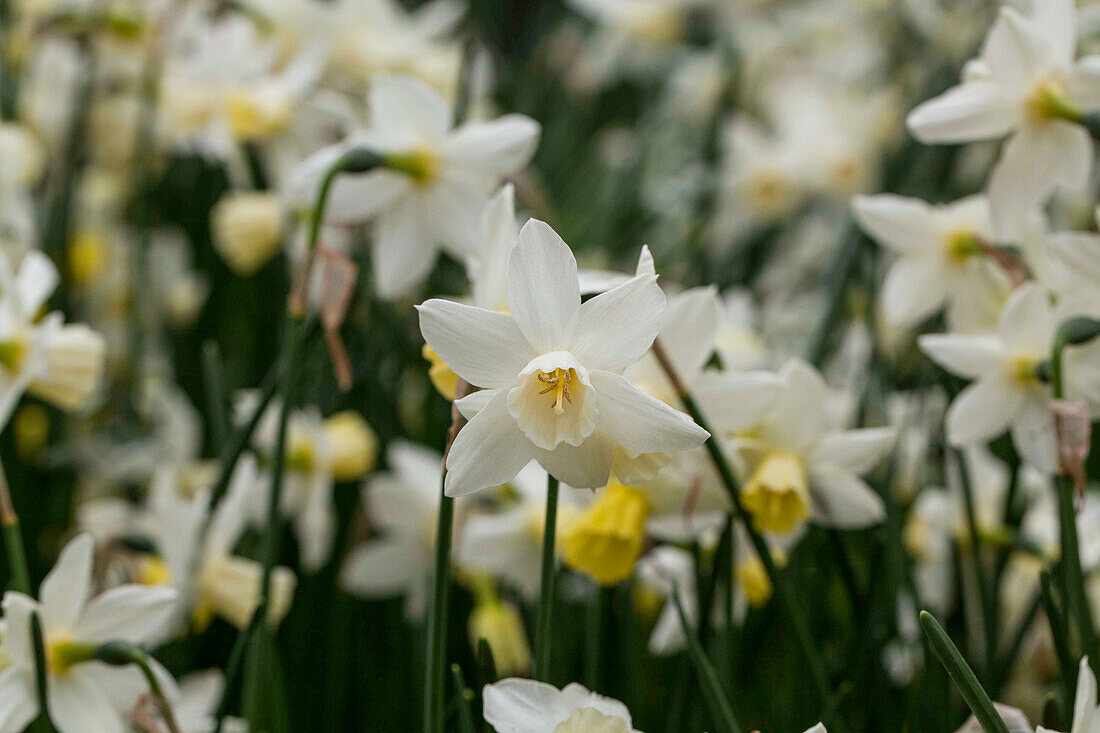 Narcissus jonquilla 'Sailboat'