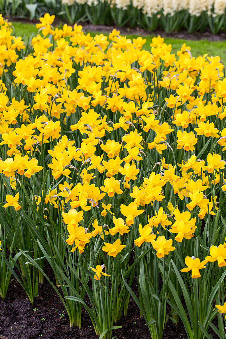 Narcissus cyclamineus 'Skater's Waltz'