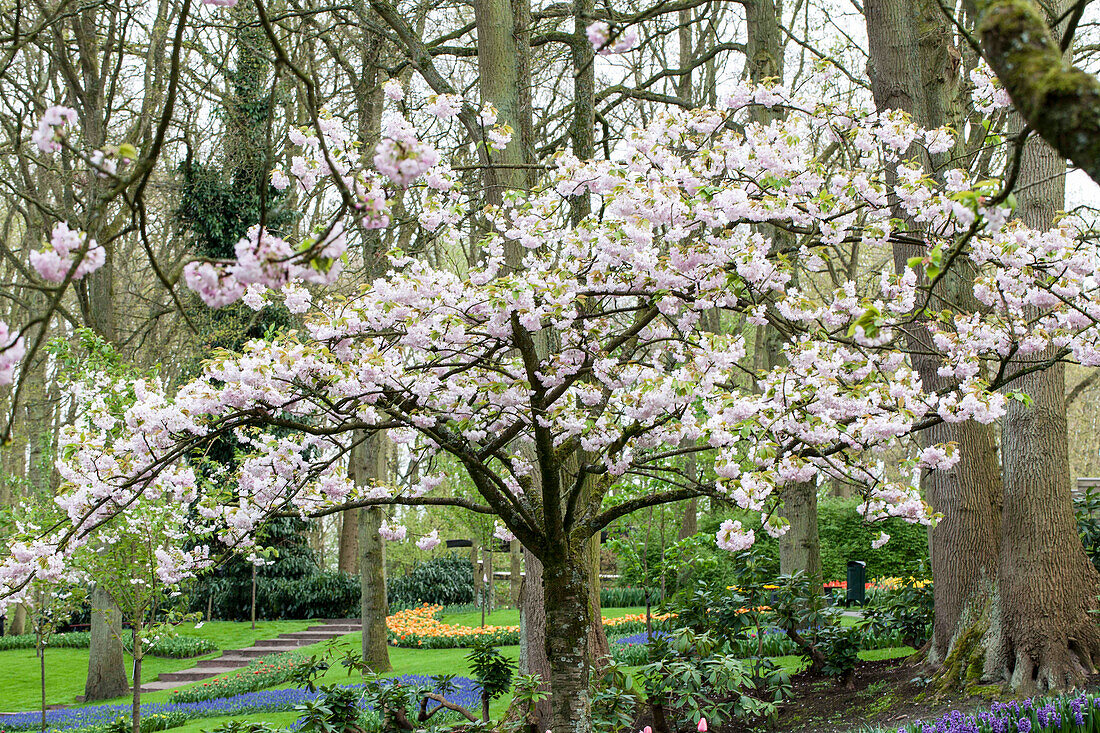 Prunus serrulata 'Beni-Yutaka'