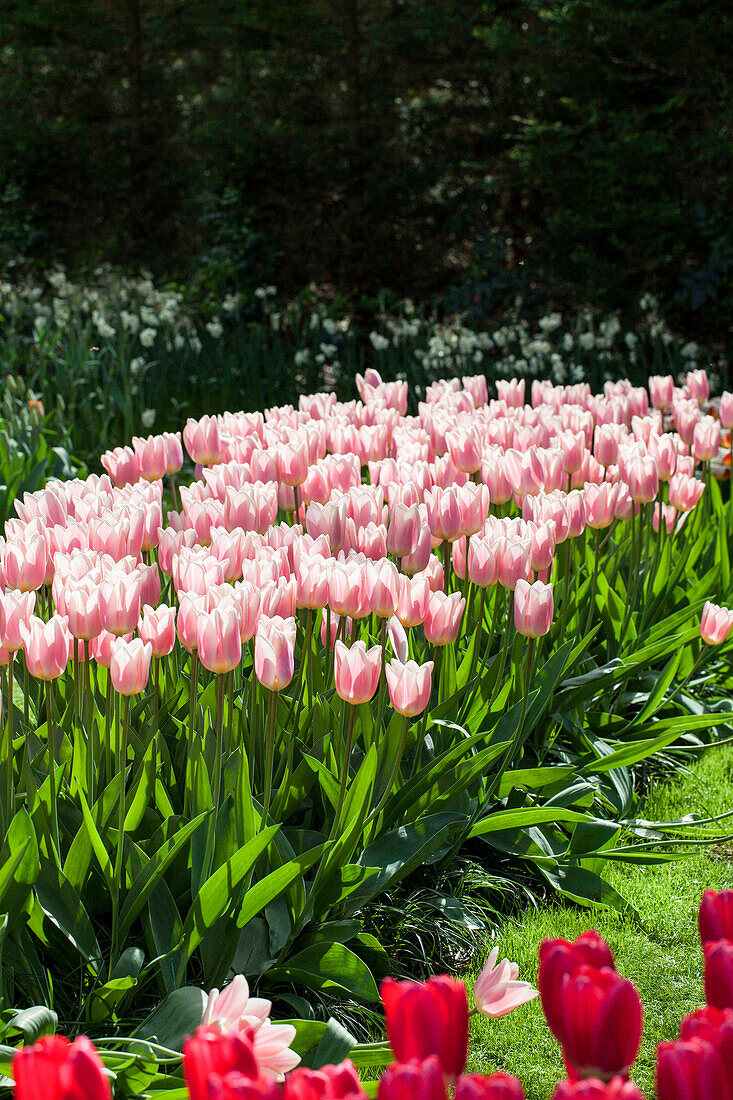 Tulipa 'Apricot Delight'