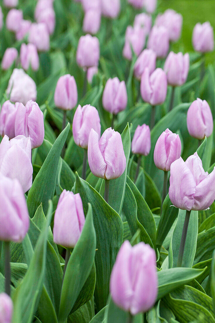 Tulipa 'Candy Prince'