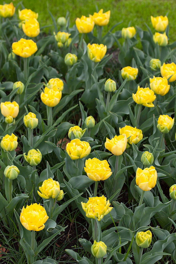 Tulipa 'Eskilstuna'