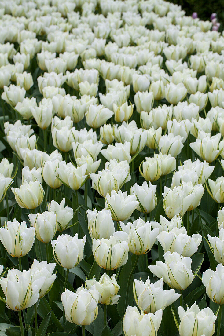 Tulipa fosteriana Exotic Emperor