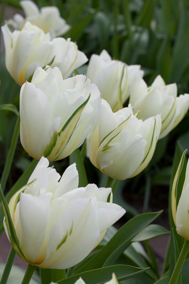 Tulipa fosteriana 'Exotic Emperor'