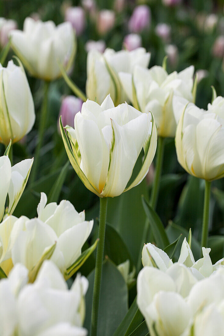 Tulipa fosteriana 'Exotic Emperor'