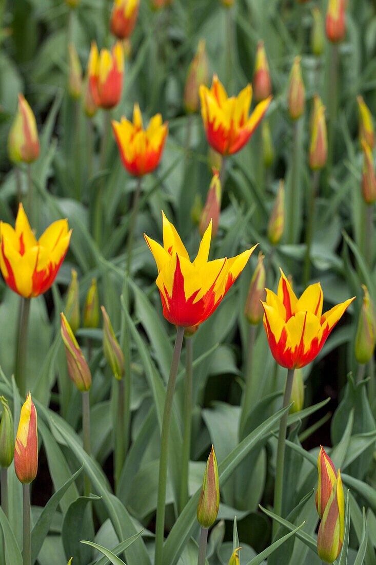 Tulipa 'Fire Wings'