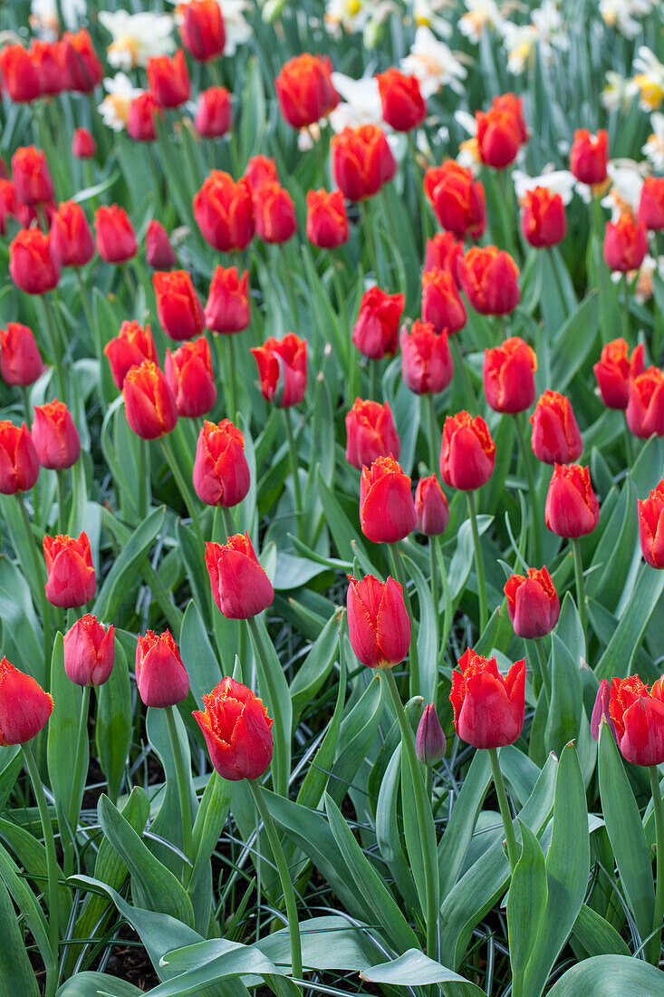 Tulipa 'I To Holland'