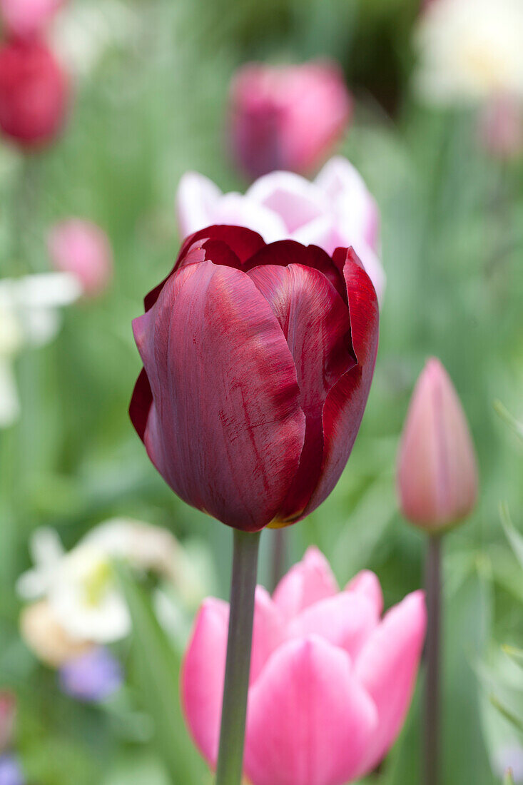 Tulipa 'Ronaldo