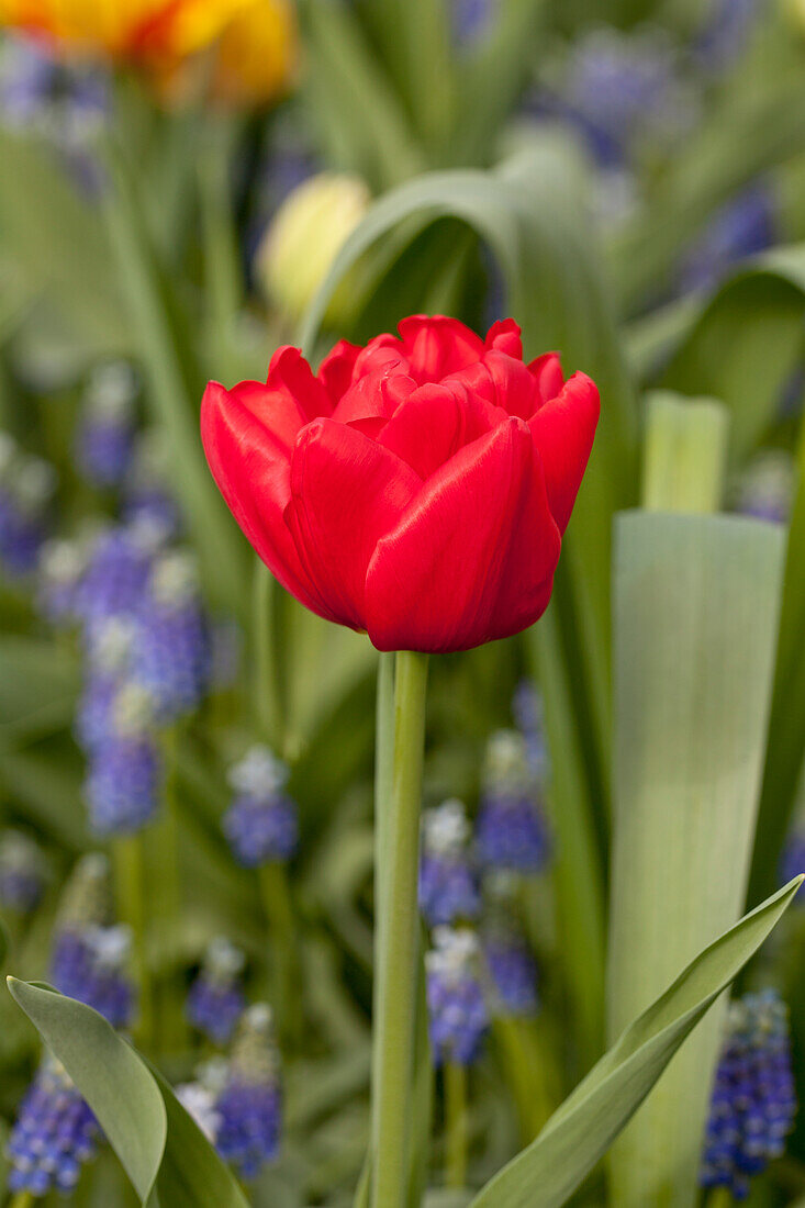 Tulipa 'Largo'