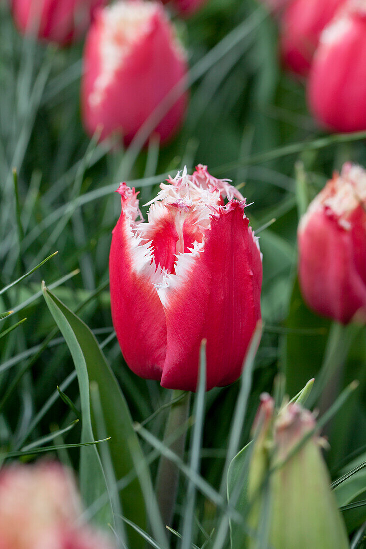 Tulipa 'New Santa'