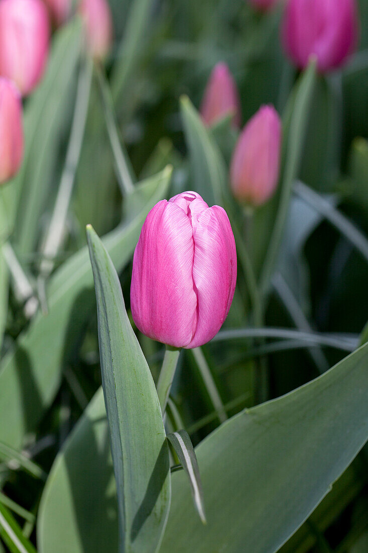 Tulipa 'Pink Flag