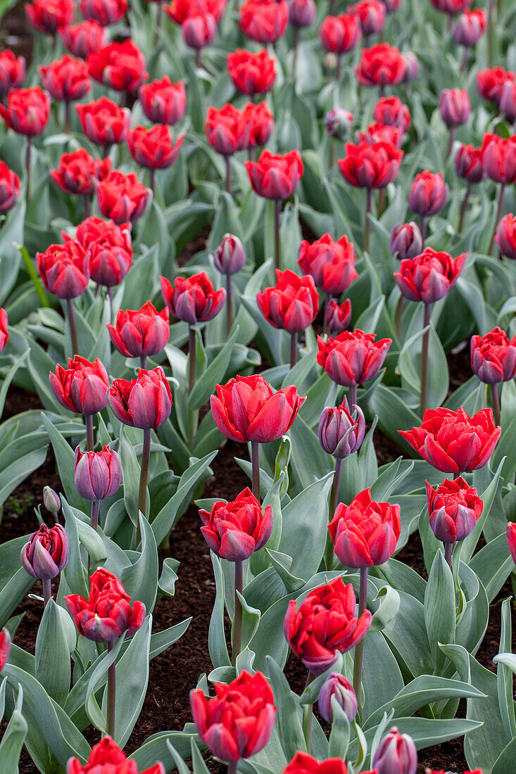 Tulipa 'Red Princess