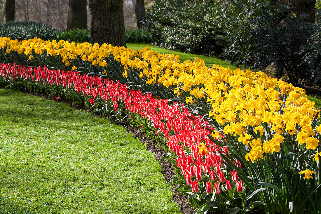 Tulips and daffodils