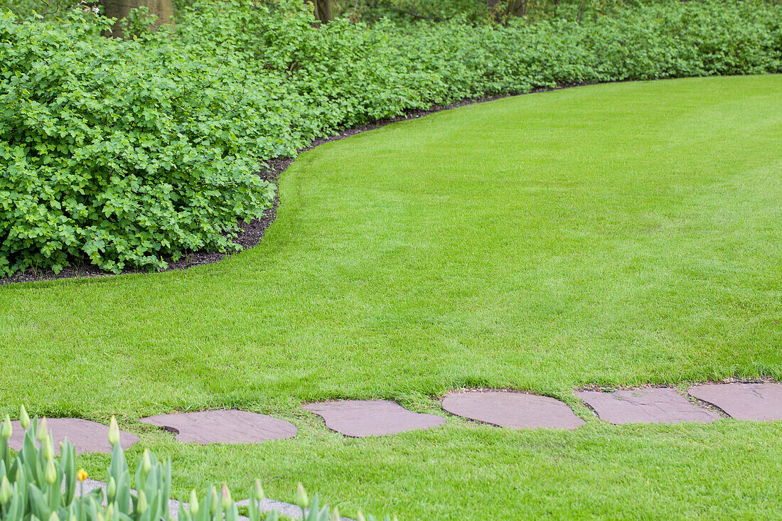 Path & Meadow