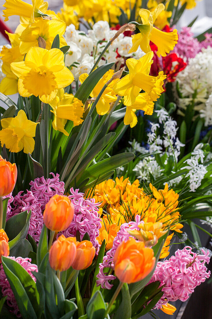 Bulb flowers