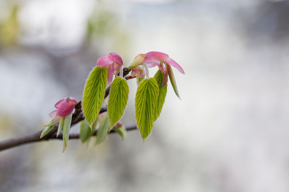 Corylopsis sp