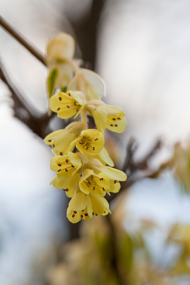 Corylopsis sp