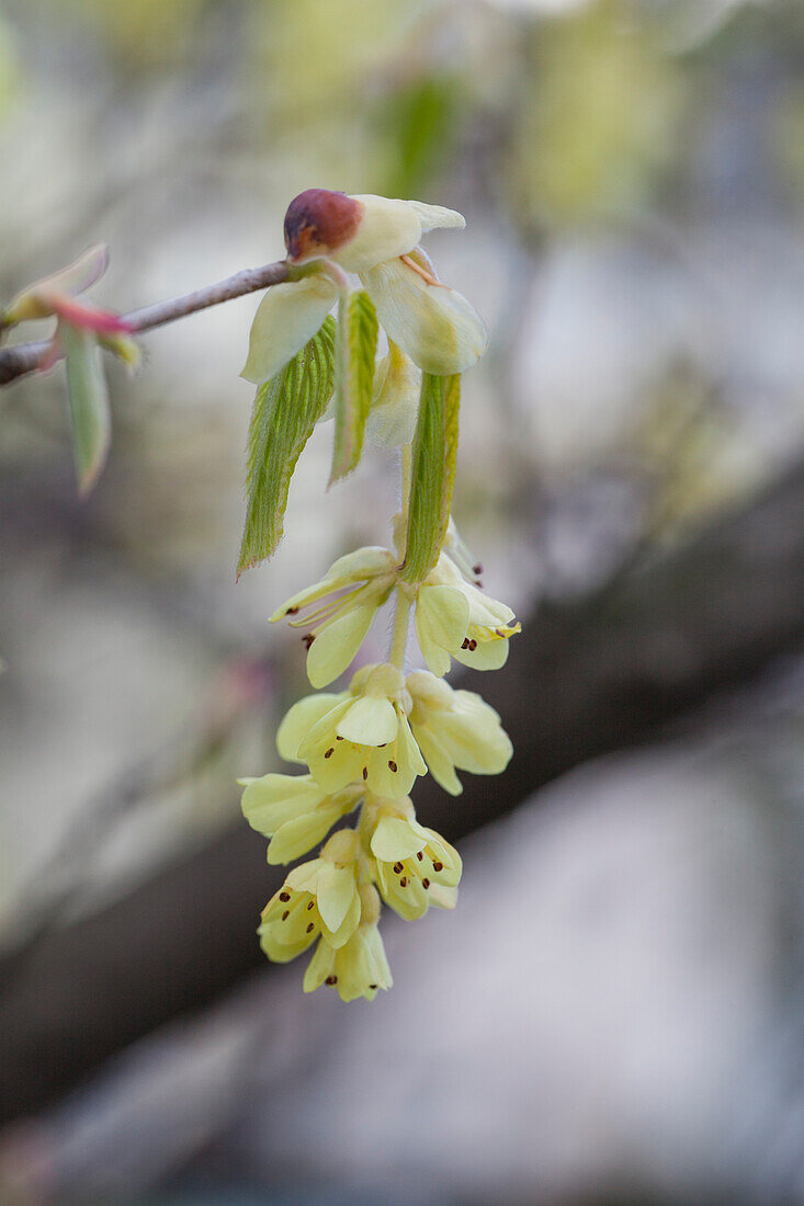 Corylopsis sp