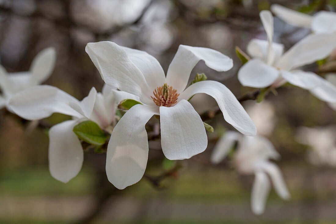 Magnolia cobus