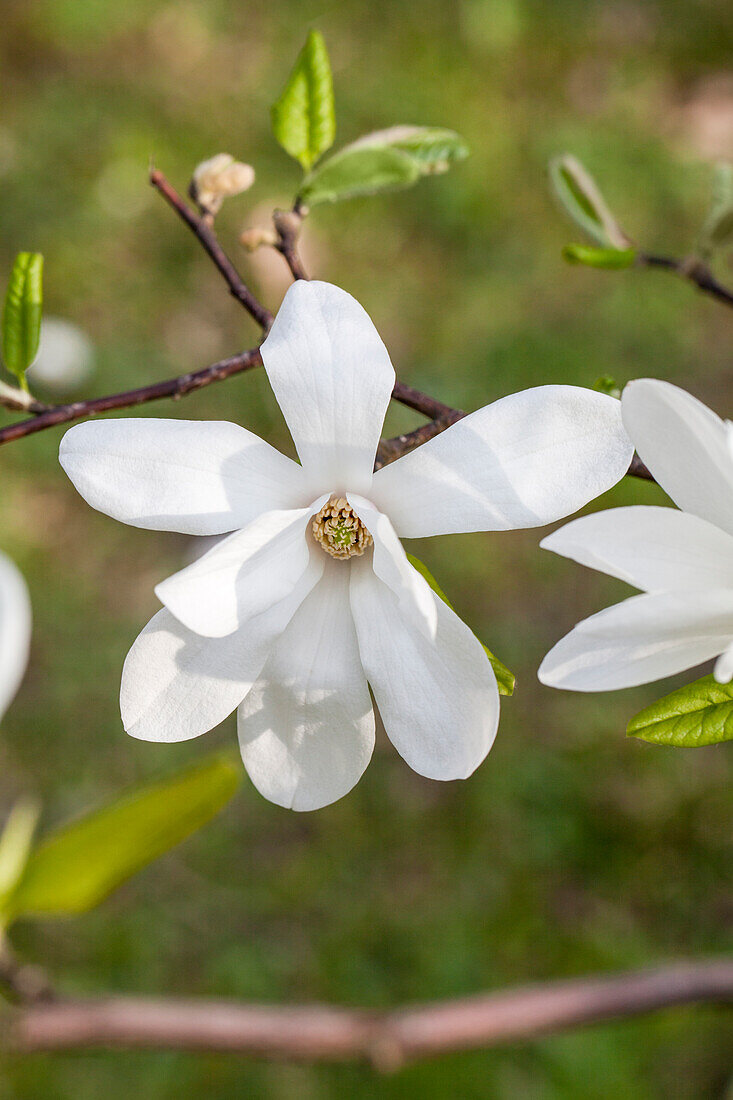 Magnolia cobus