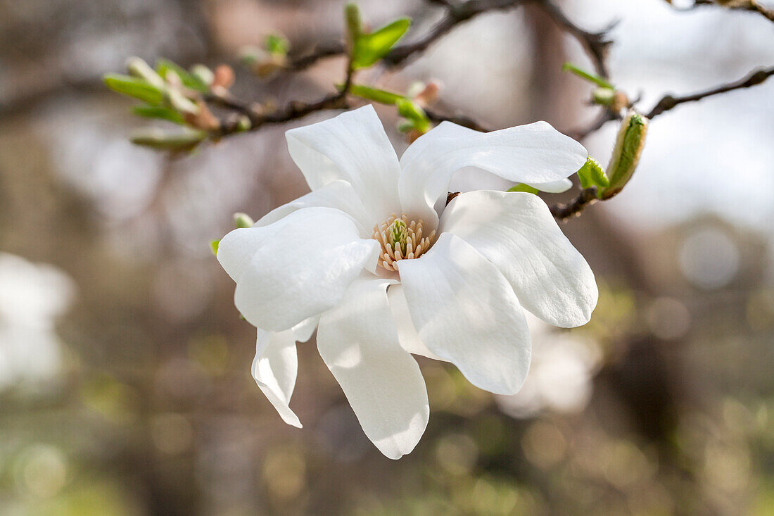 Magnolia cobus