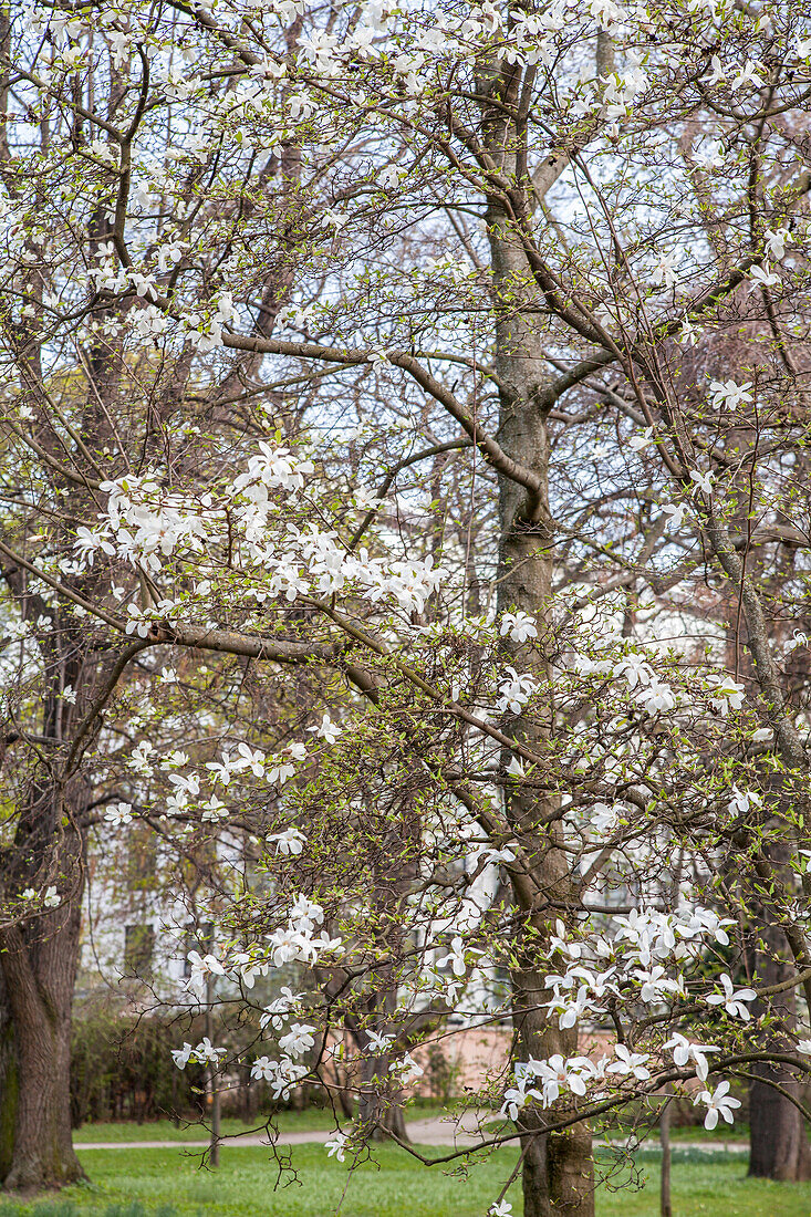 Magnolia cobus