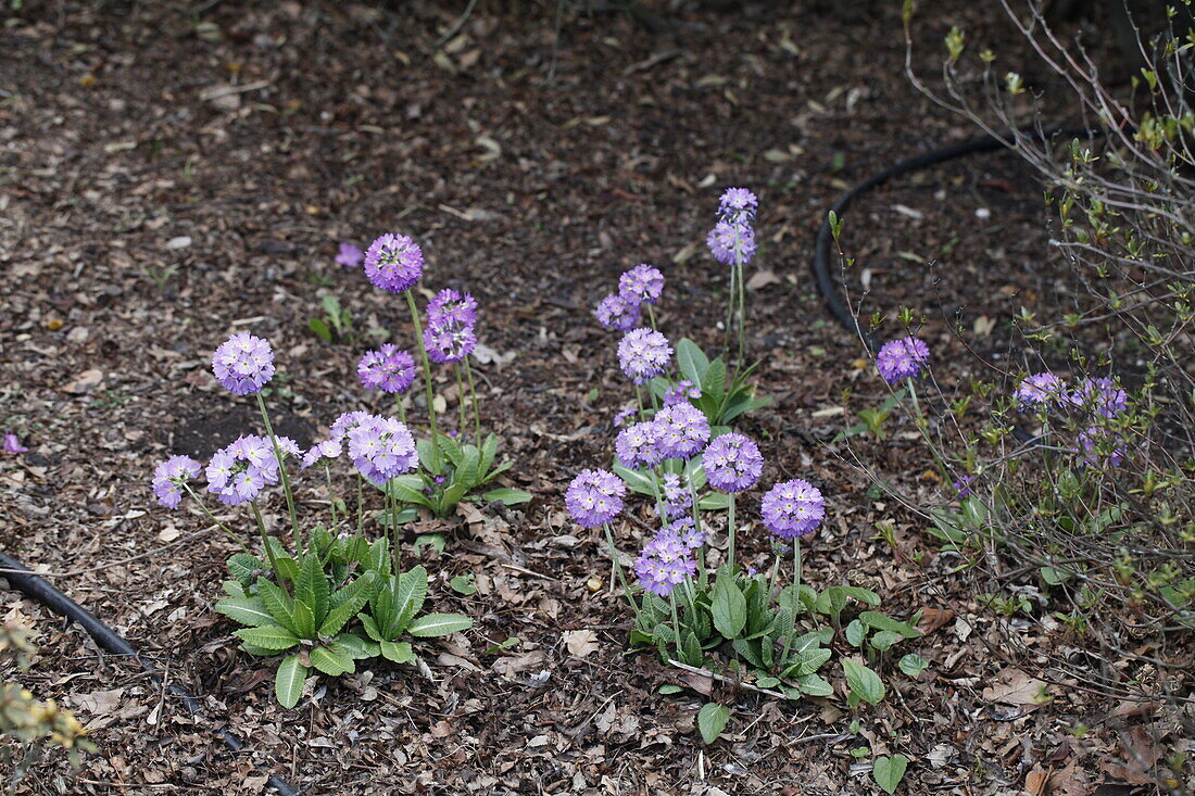 Primula denticulata