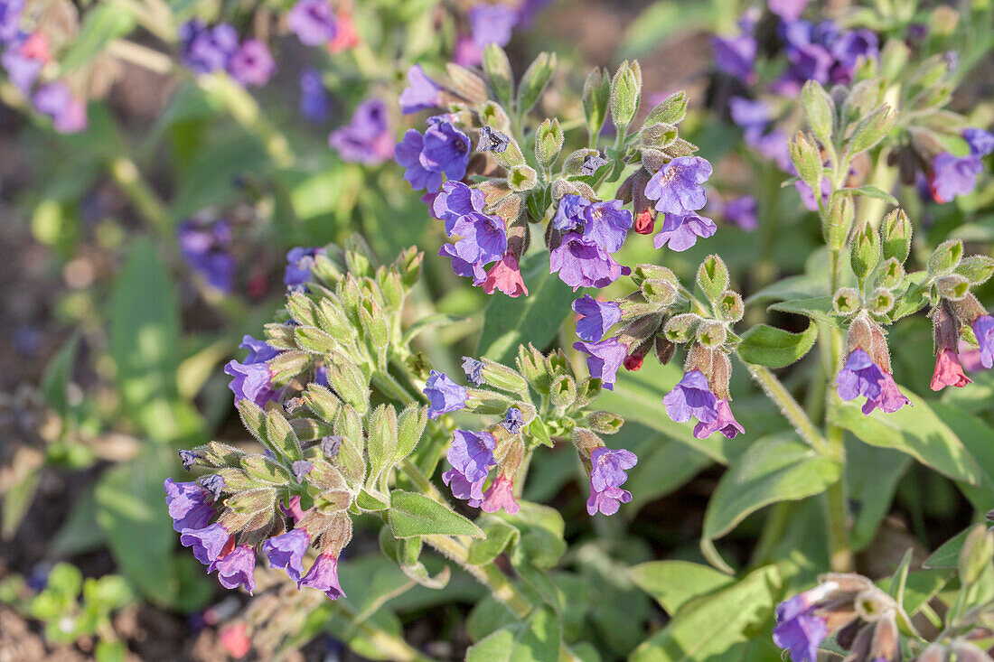 Pulmonaria mollis