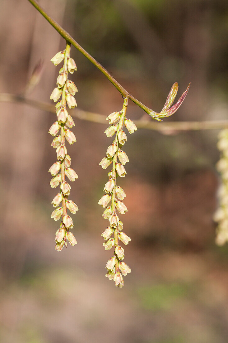 Stachyurus chinensis