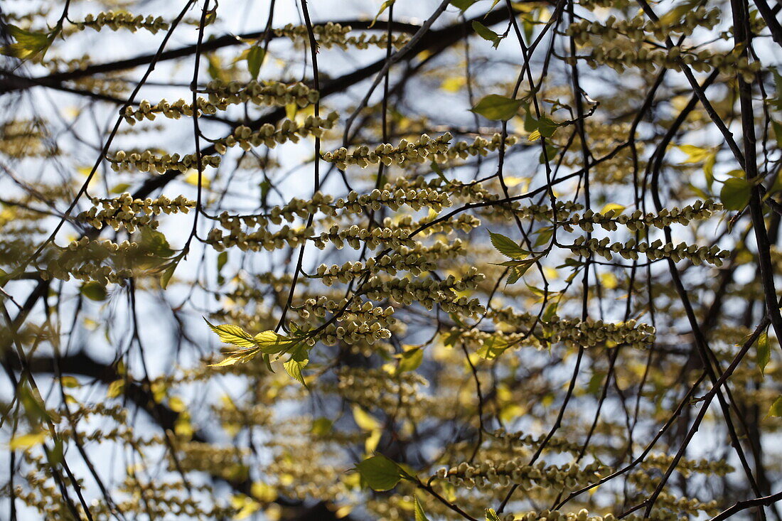 Stachyurus praecox