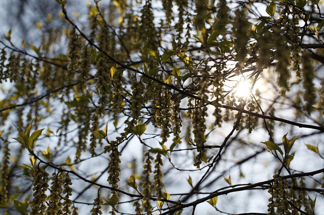 Stachyurus praecox