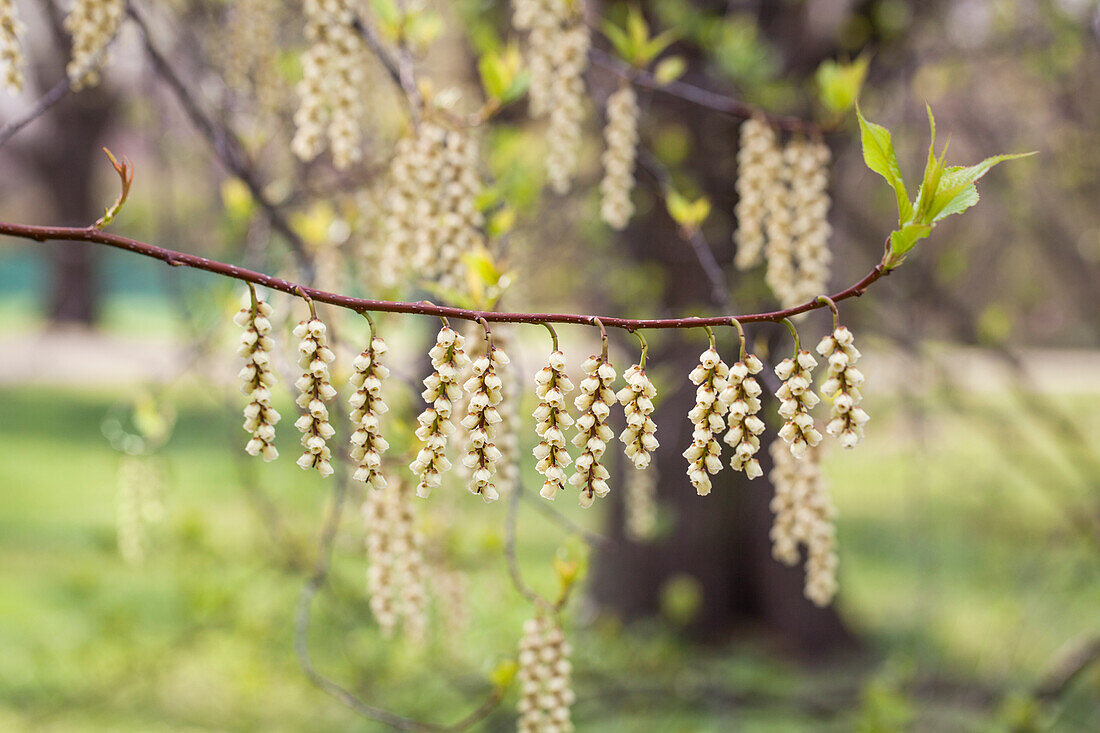 Stachyurus praecox