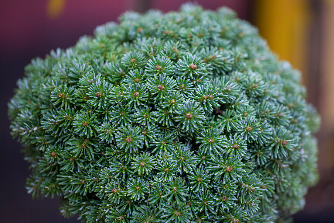 Abies koreana 'Blauer Eskimo' (Blue Eskimo)