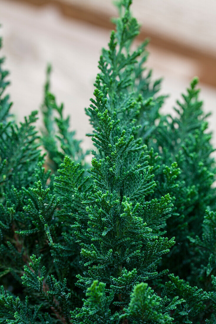 Chamaecyparis lawsoniana 'Little Spire'