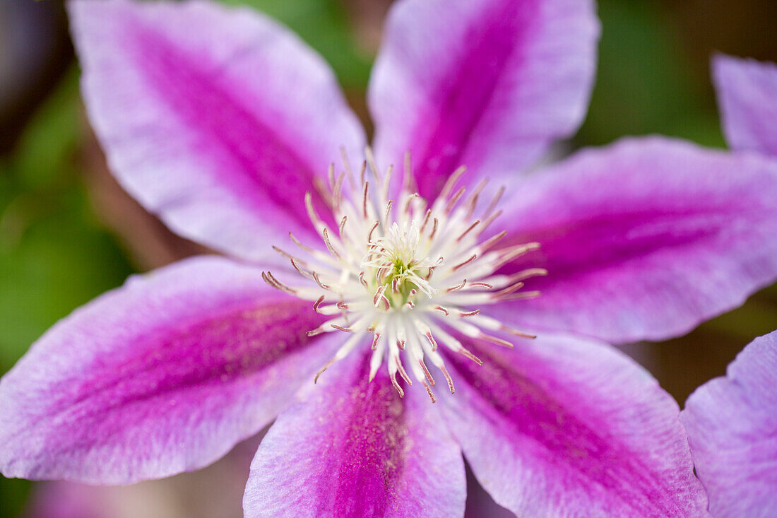 Clematis 'Dr. Ruppel'