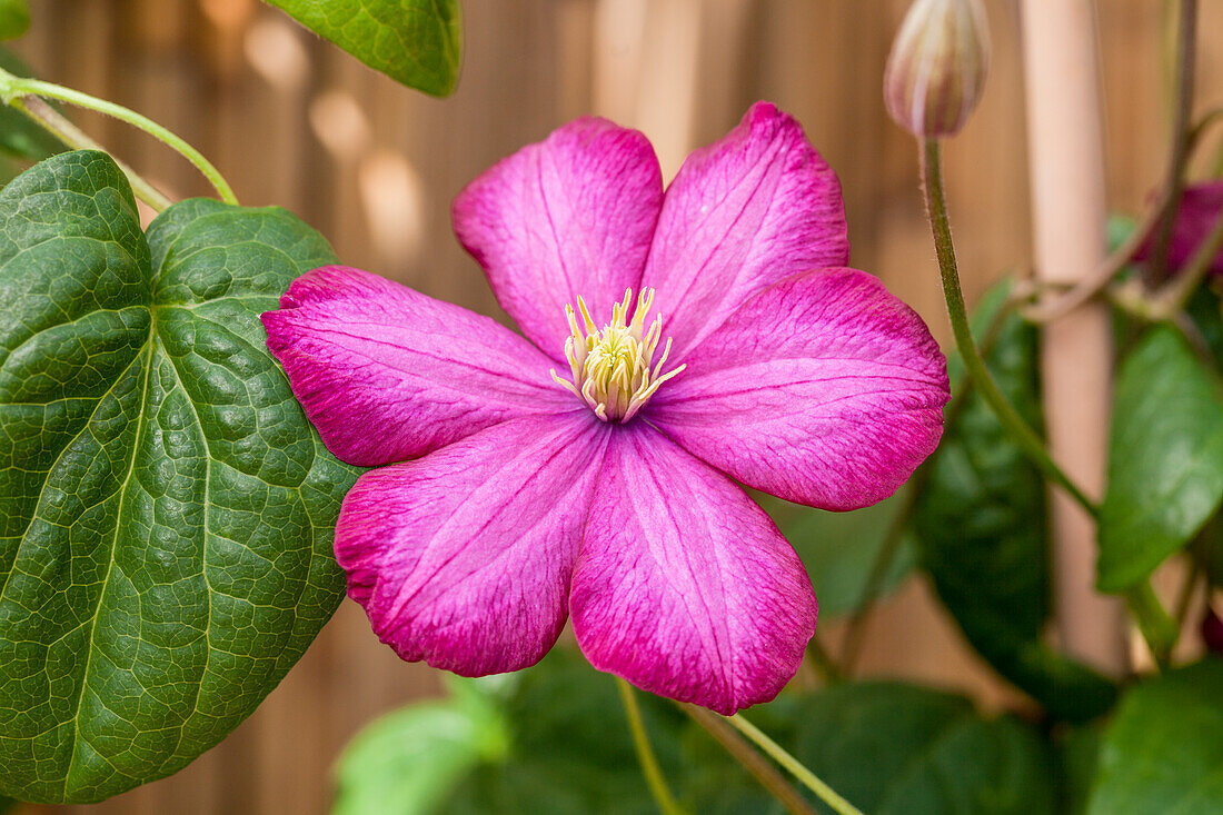 Clematis 'Ville de Lyon'