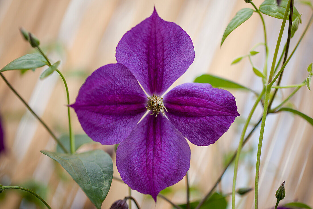 Clematis viticella 'Etoile Violette'