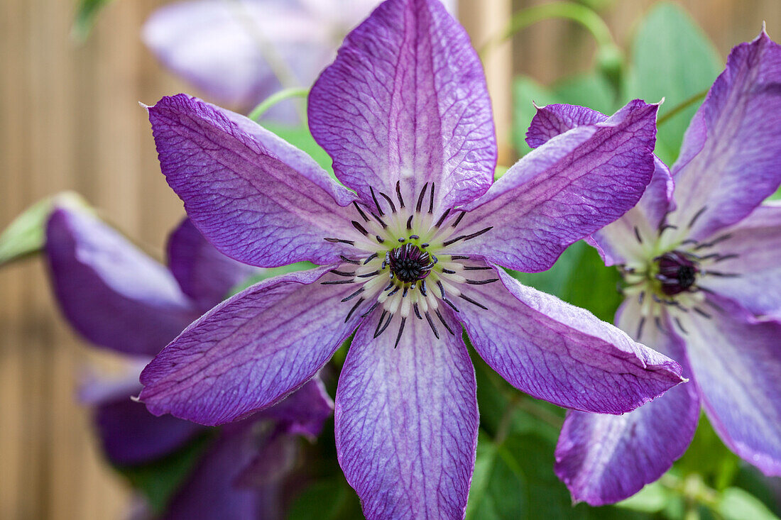 Clematis viticella 'Venosa Violacea'