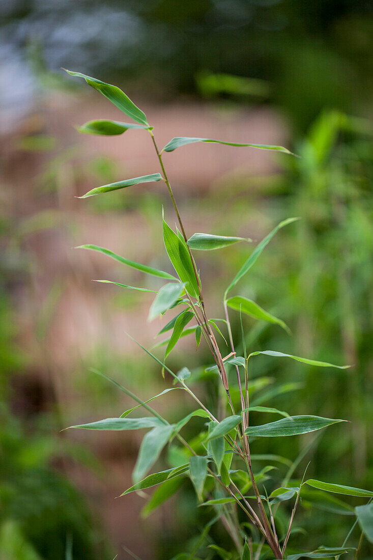 Fargesia murielae 'Eikje'