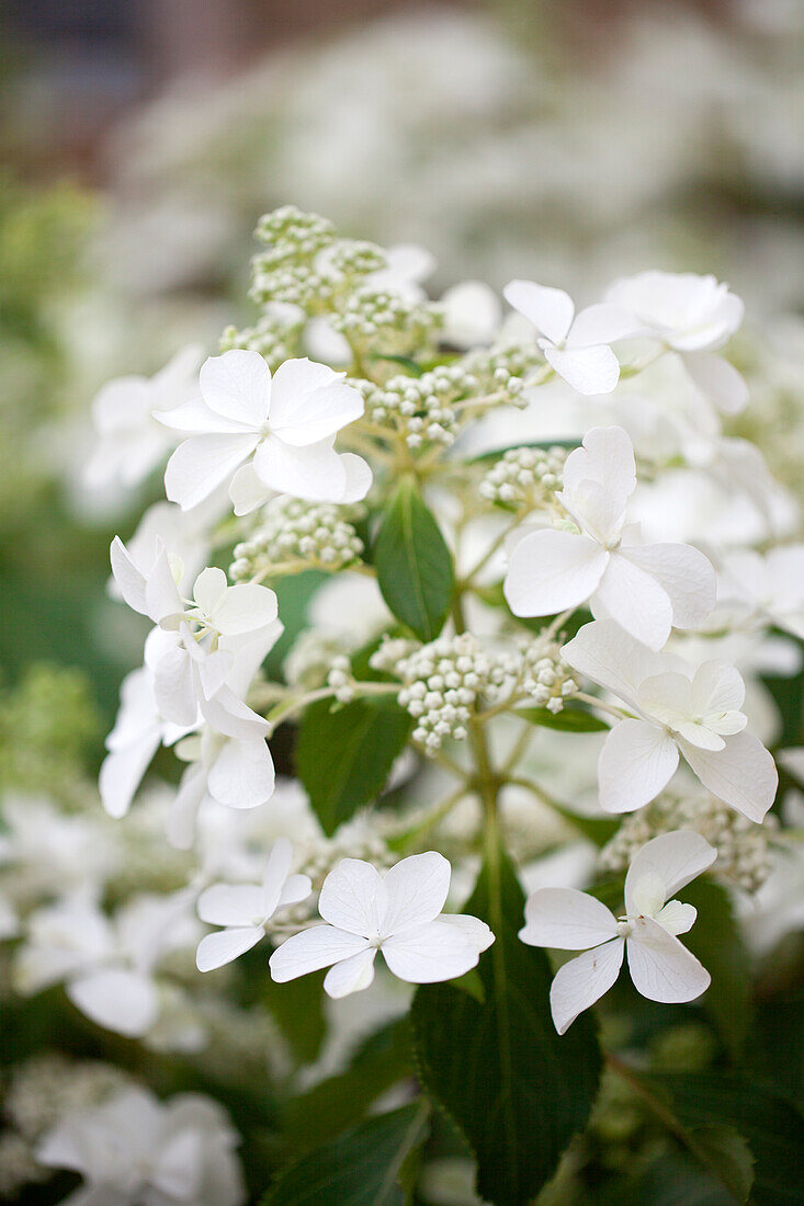 Hydrangea paniculata 'Butterfly'®