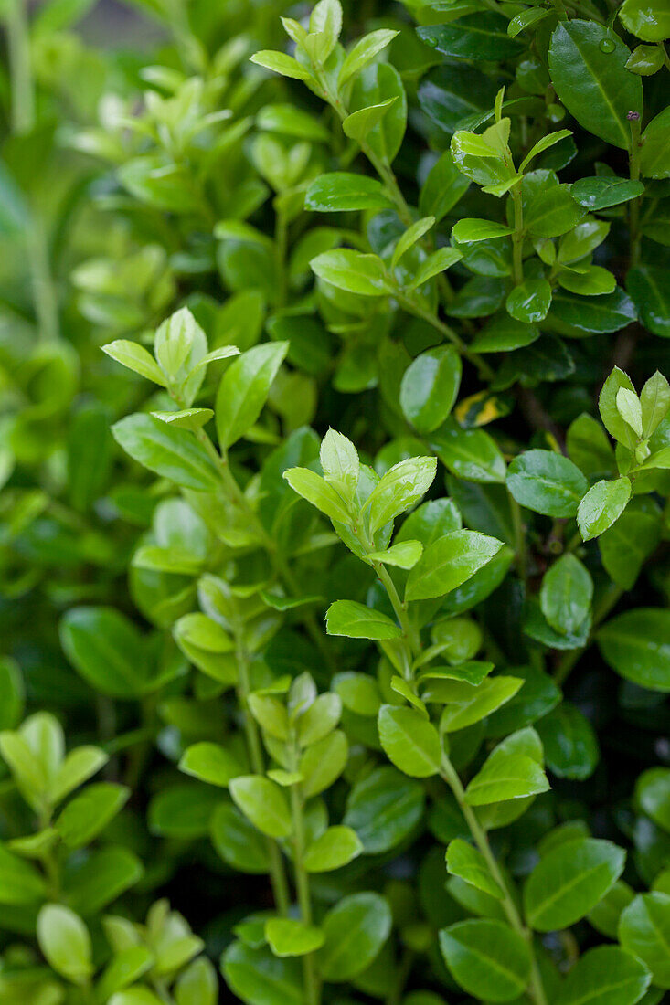 Ilex crenata 'Golden Rock'