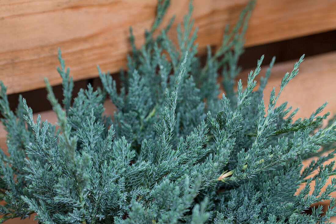 Juniperus horizontalis 'Blue Chip