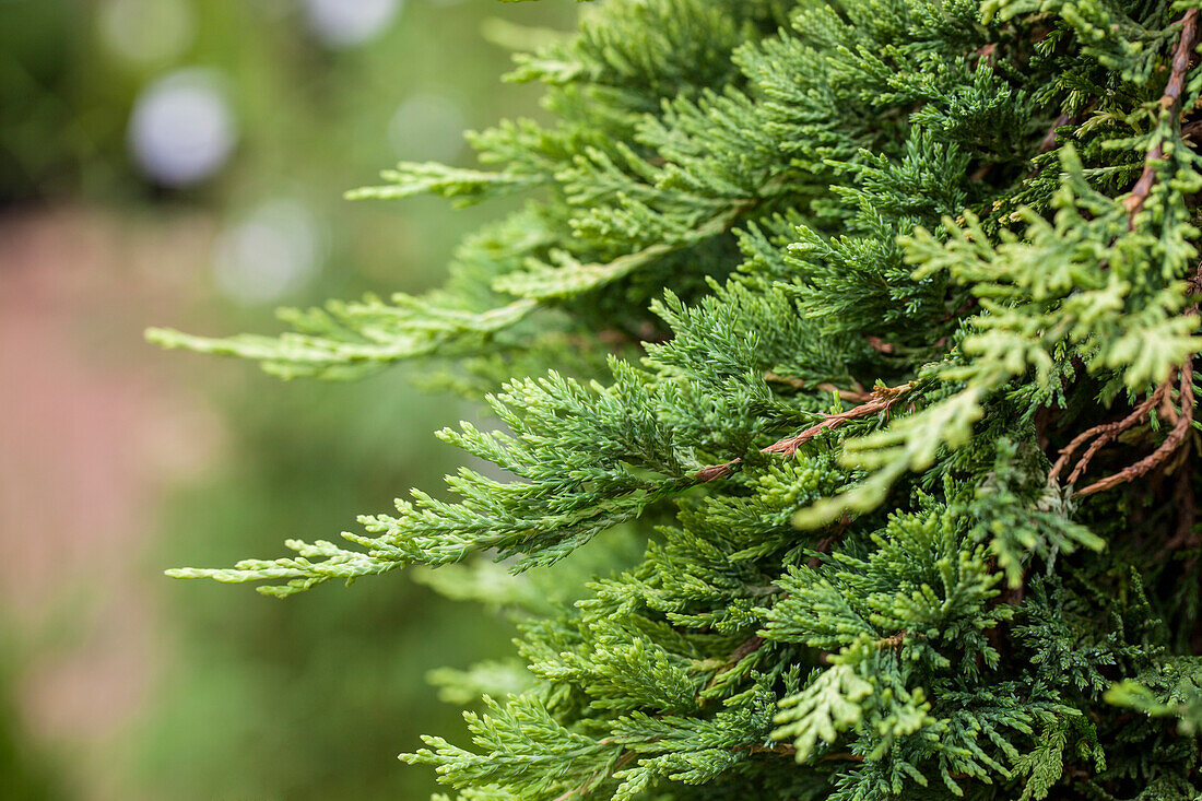 Juniperus horizontalis 'Mother Lode