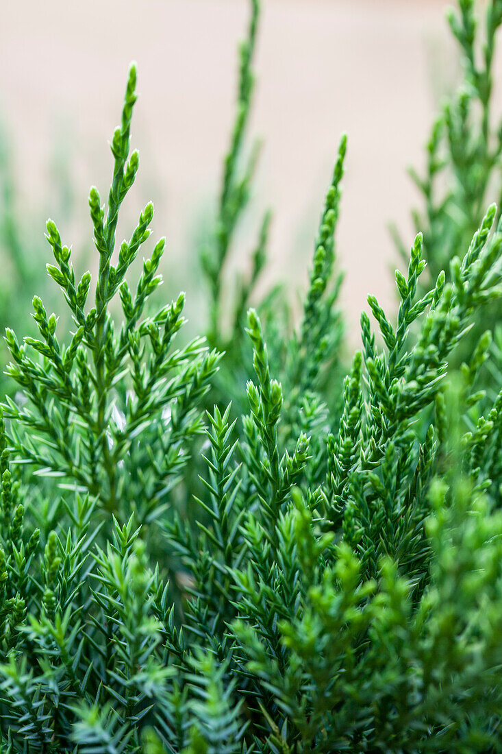 Juniperus x pfitzeriana 'Mint Julep'