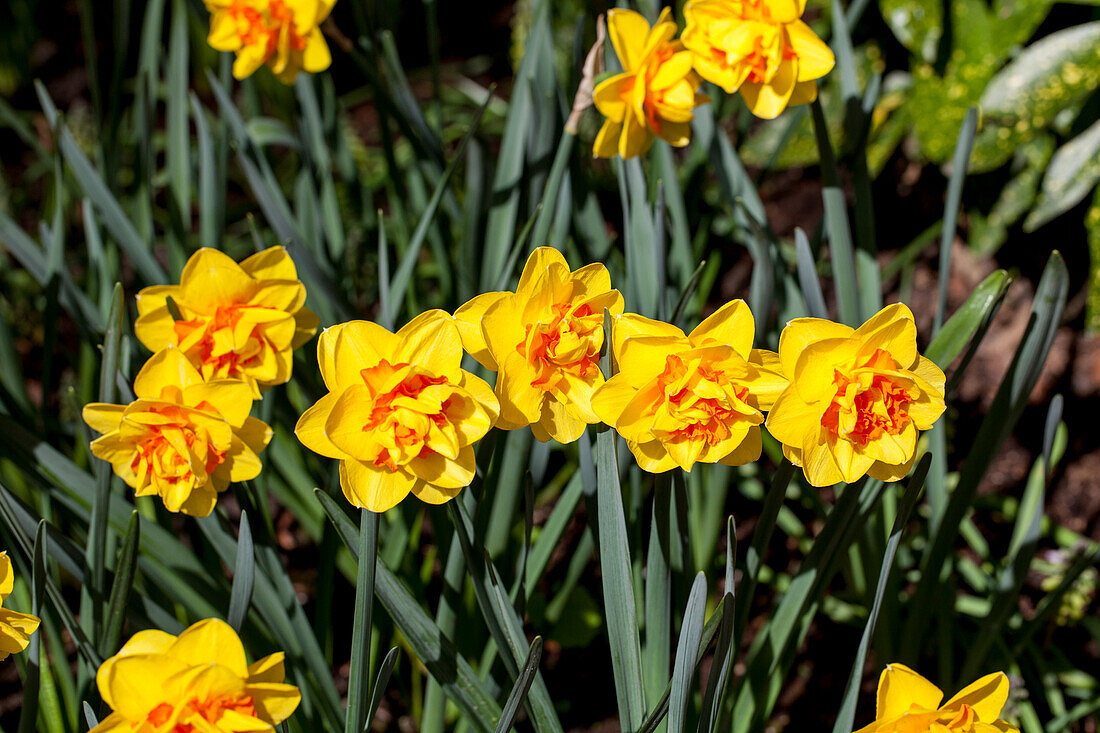 Narcissus filled bicoloured