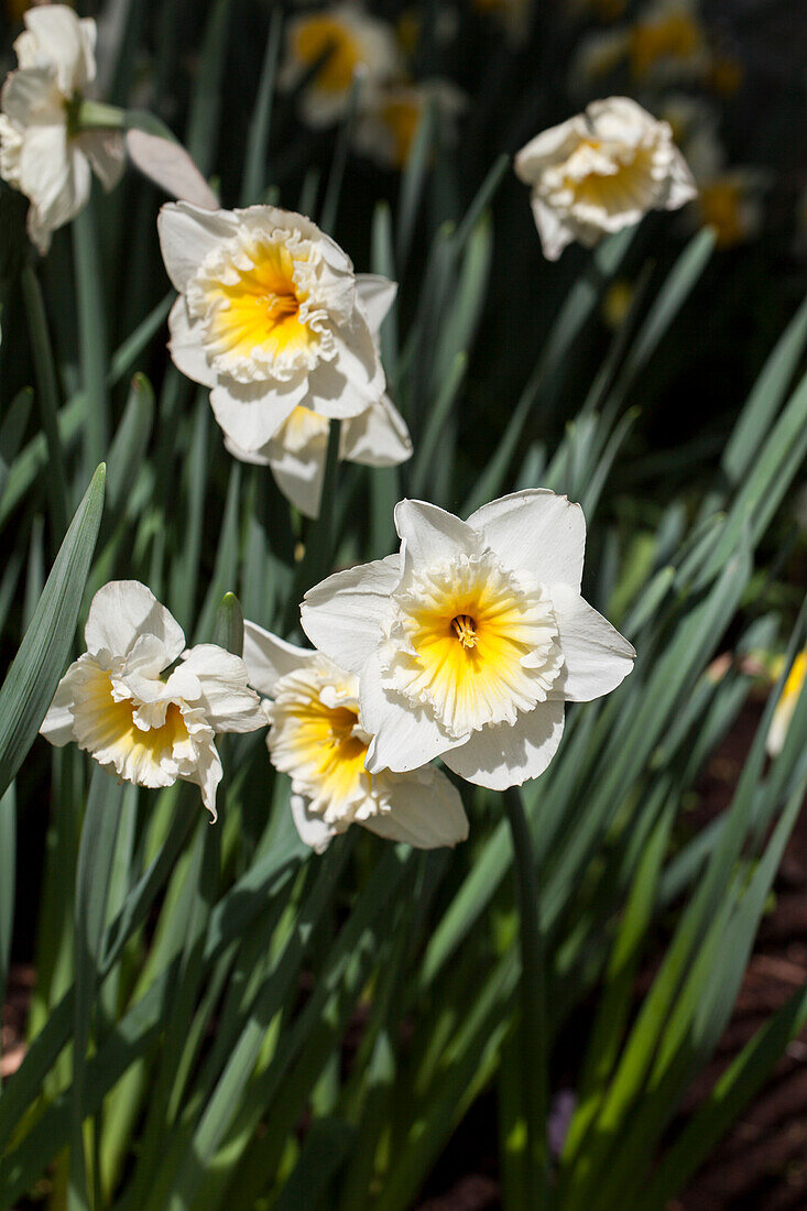 Daffodils white