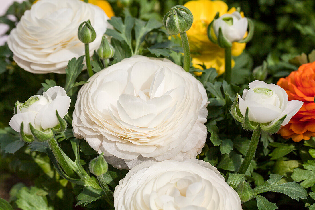 Ranunculus asiaticus, white