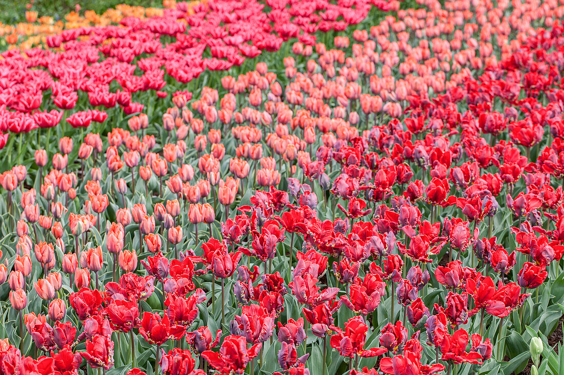 Tulipa Parrot