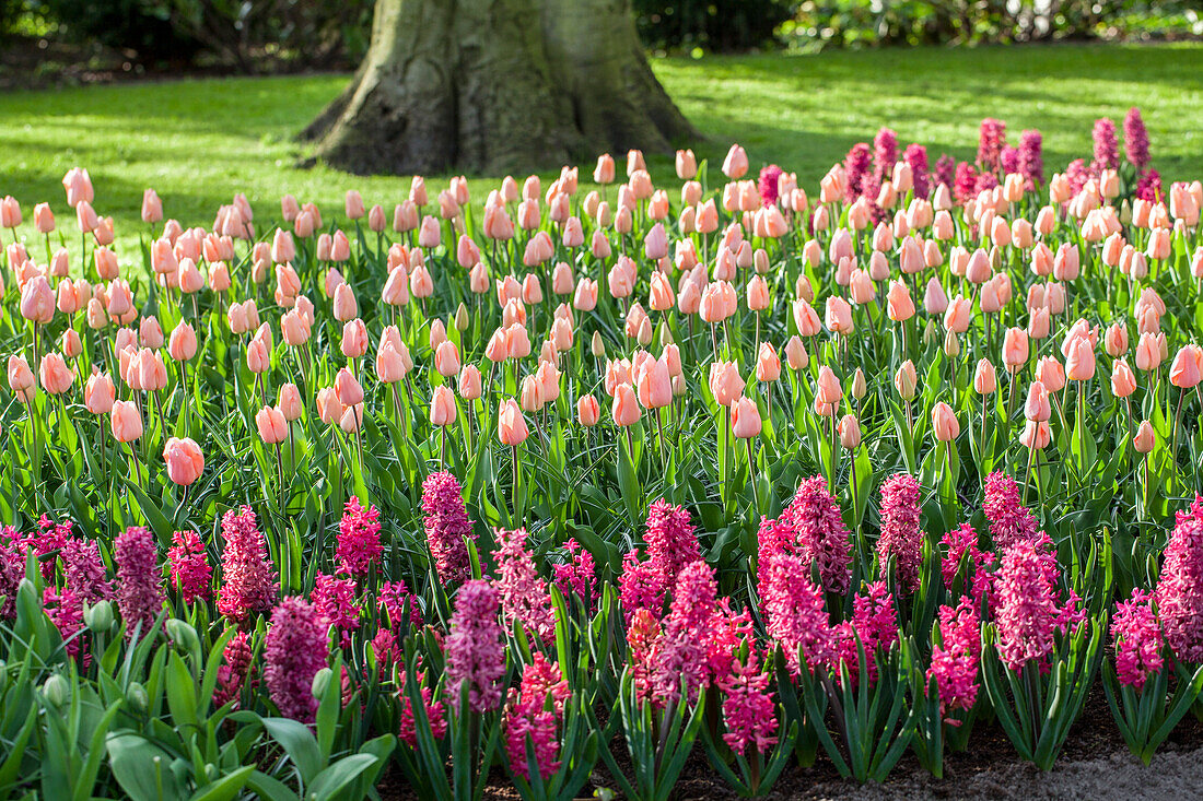 Tulipa, Hyacinthus