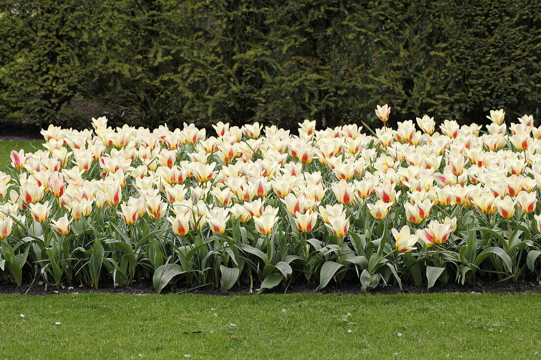 Tulip cream-white-pink